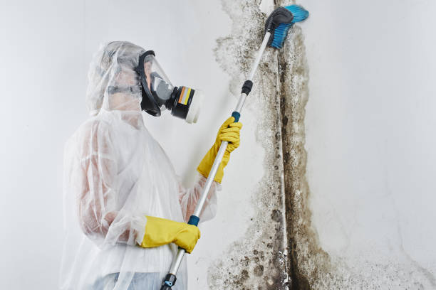 Best White Mold Remediation in Fairwood, WA