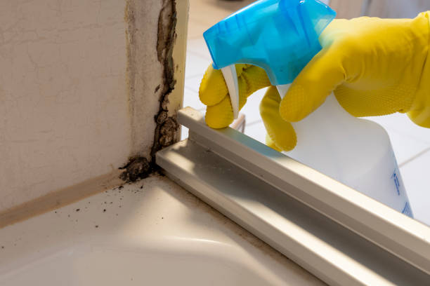 Professional Mold Remediation in Fairwood, WA