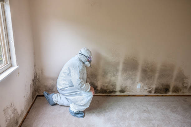 Best Residential Mold Remediation in Fairwood, WA