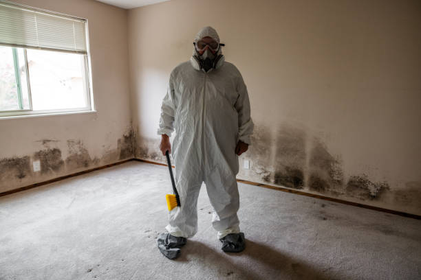 Best Localized Mold Remediation (e.g., coastal areas, humid climates) in Fairwood, WA