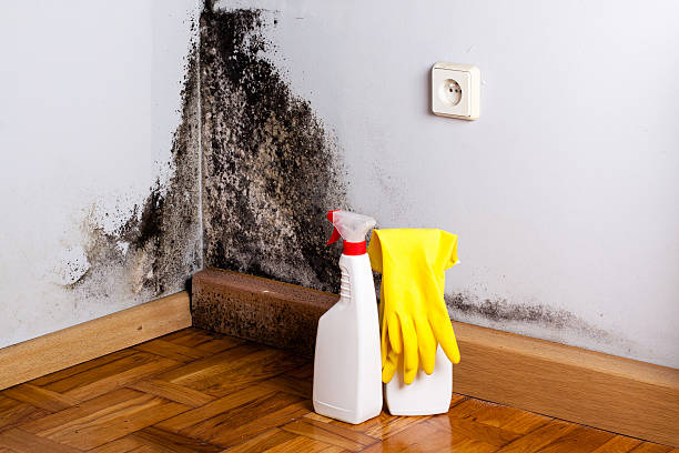 Best Attic Mold Remediation in Fairwood, WA