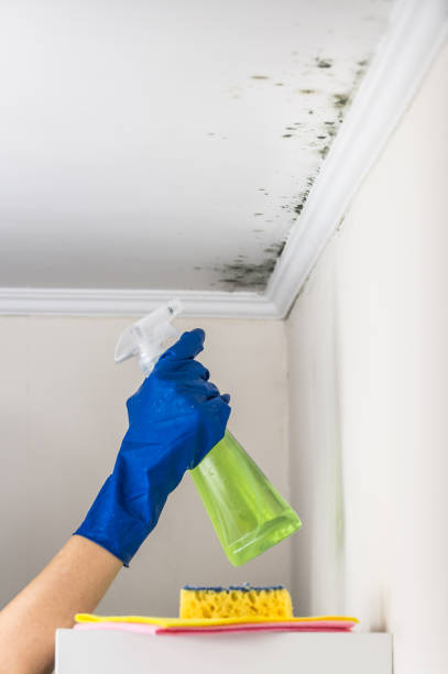 Best Insurance-Related Mold Remediation in Fairwood, WA