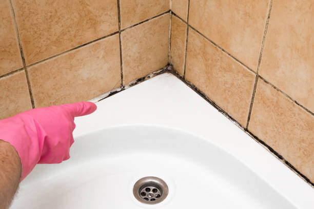 Best Black Mold Remediation in Fairwood, WA